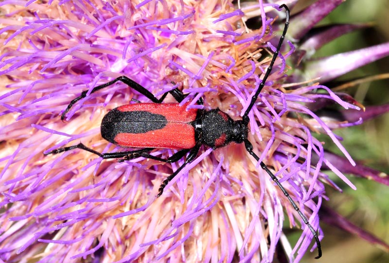 Cerambycidae dalla Grecia: Purpuricenus budensis ed altri